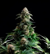 Amnesia Dream XL Auto