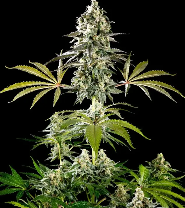 Amnesia Haze Go Fast