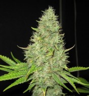 Auto Jack Herer