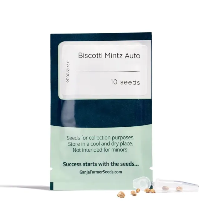 Biscotti Mintz Auto