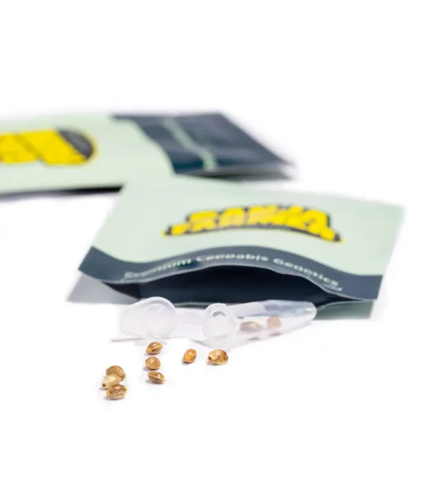 Skywalker OG Gelato Auto