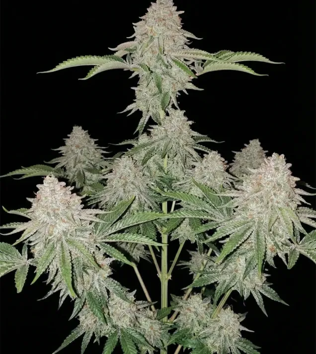 Cookies Kush