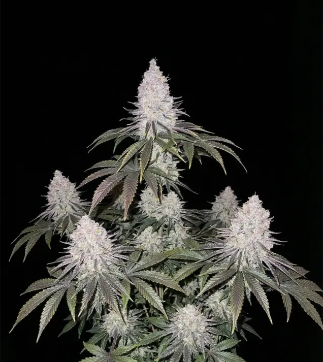 Mimosa