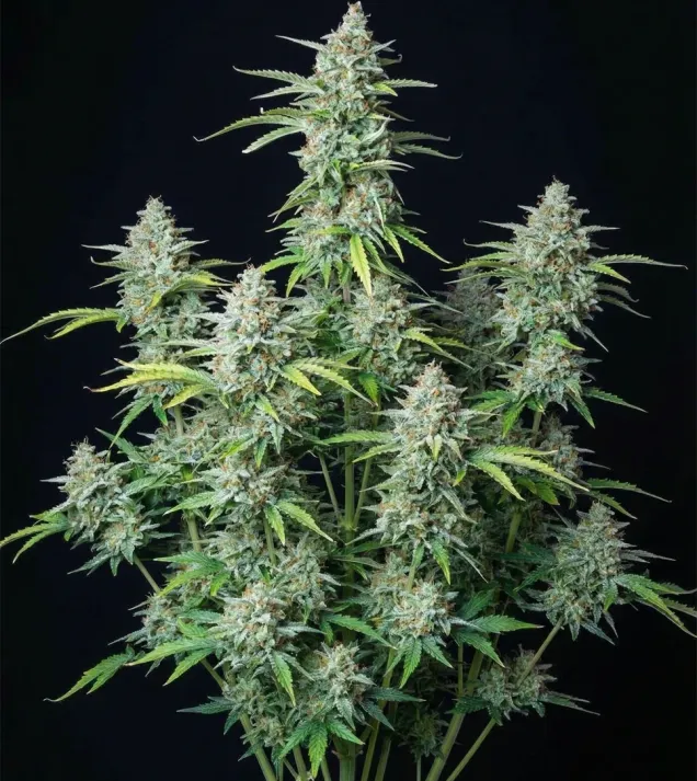 Northern Light Auto