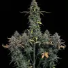 Pure CBD Auto