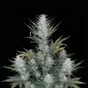 Purple Mimosa XL Auto