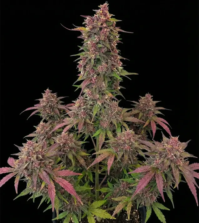 Purple Skunk Auto
