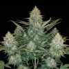 Rainbow Candy