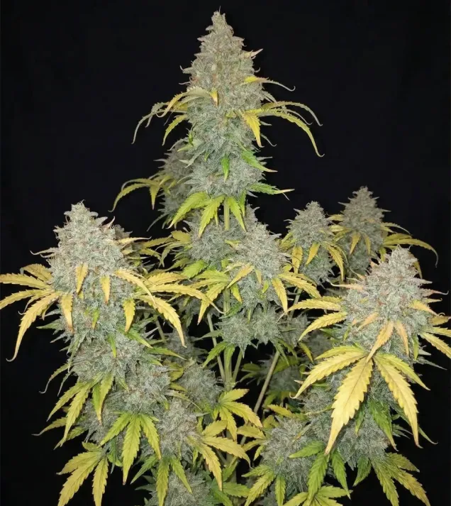 Rainbow Candy Auto