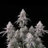 RS11 (Rainbow Sherbet)