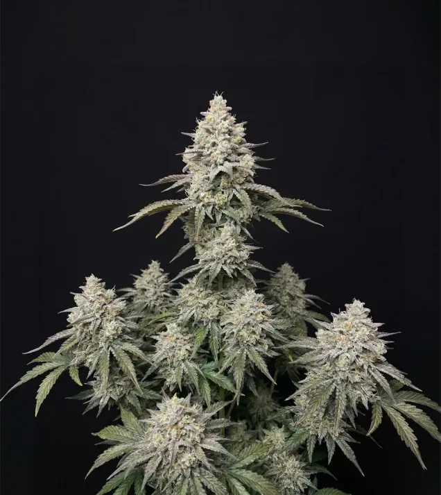 SFV OG