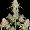 Strawberry Zkittlez Auto