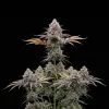 Tangerine Dream