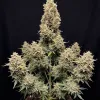 Tangerine Dream Auto