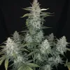 Thin Mint Auto