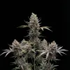 Tropicana Cookies