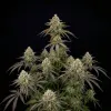 Watermelon Zkittlez