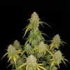 White Widow Auto
