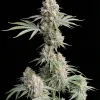 Wifi OG Haze