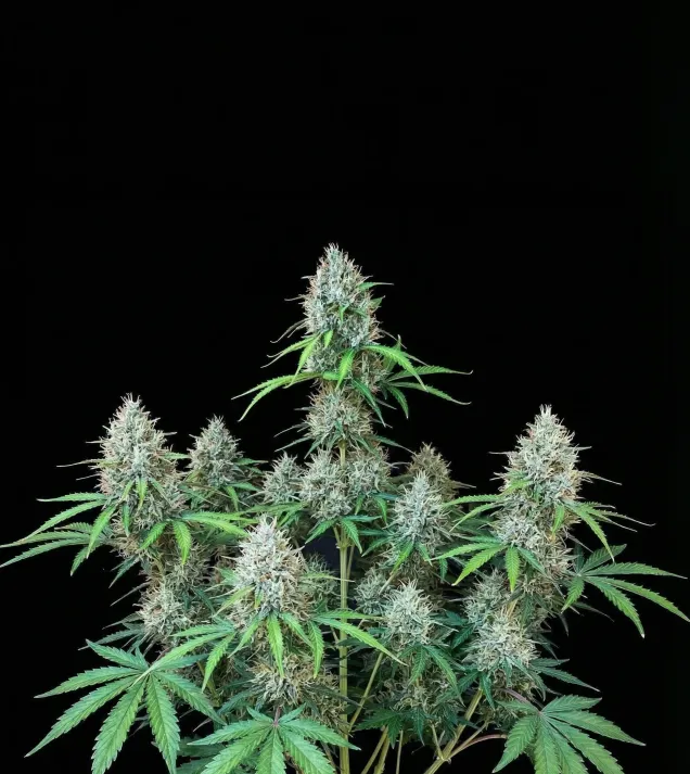 Zoap Papaya Fast