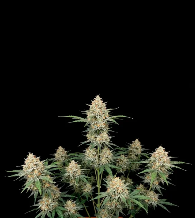AK 47 Auto