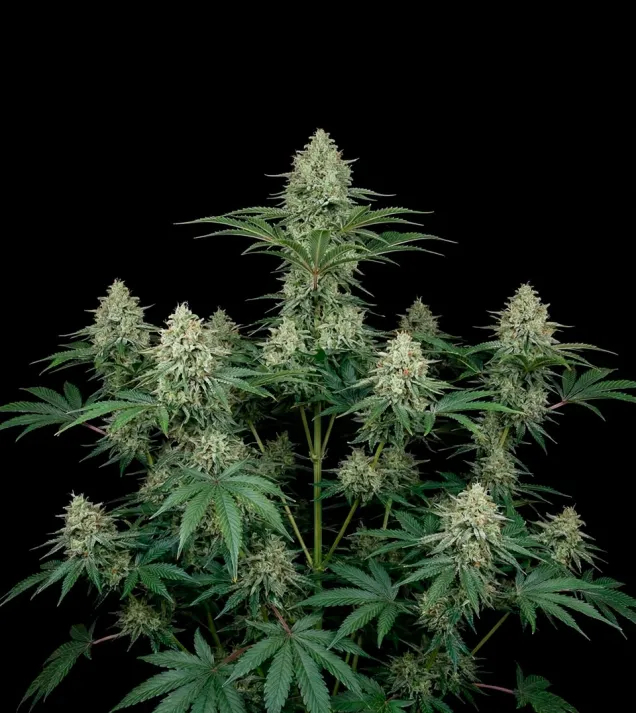 AK 47
