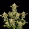 Alien OG Fast