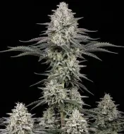Alien OG