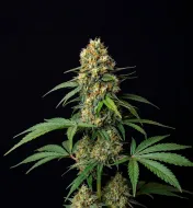 Amnesia Fast