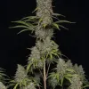 Critical F1