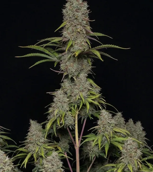 Critical F1