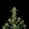 Critical Kush Auto