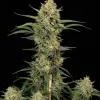 Critical Kush Auto