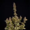 Critical Mass