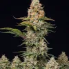 G13 Auto
