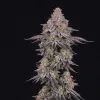 Ghost Train Haze