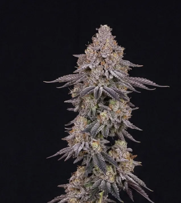 Ghost Train Haze