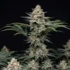 Godfather OG