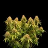 Gorilla GG4 F1 Auto