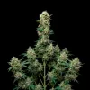 Grandaddy Purple Auto