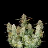 Green Crack Auto