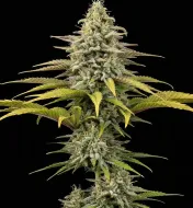 Jack Herer Regular