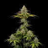 Jack Herer Regular