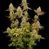 Lemon Haze Fast