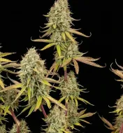 Lemon Haze Fast