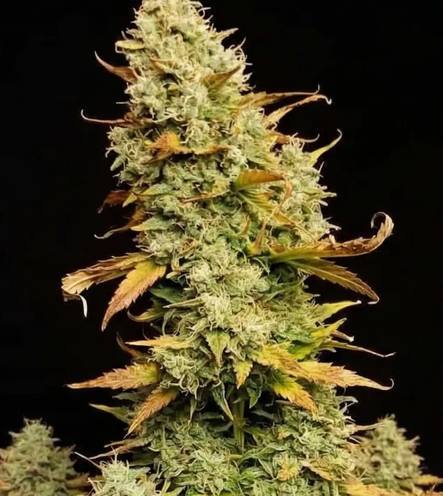 Lemon Skunk Auto