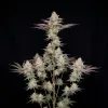 Lemon Skunk