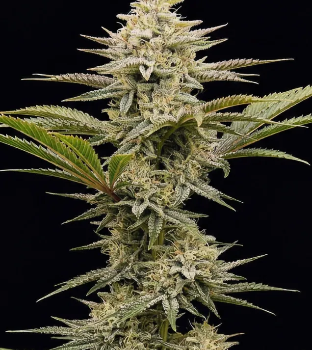Maui Waui