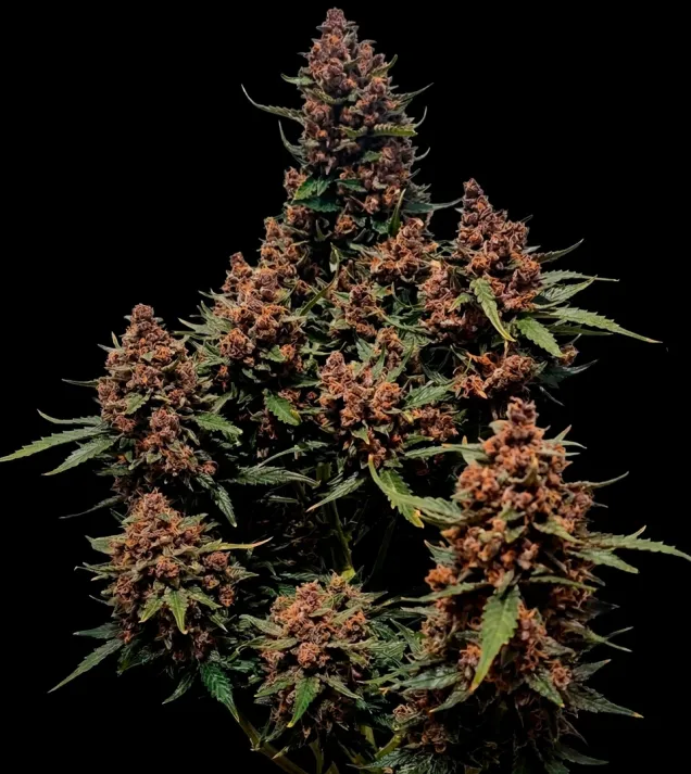 Mimosa Cake Auto