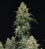 OG Kush Auto